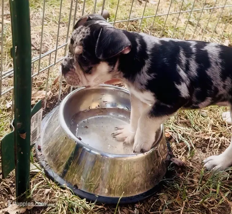 Java - Merle - AKC – French Bulldog puppy for sale in Benton, AR