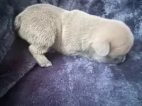 Gravy - Male French Bulldog - Blue Fawn/Sable, a male French Bulldog for sale in Benton, AR – 4 of 8