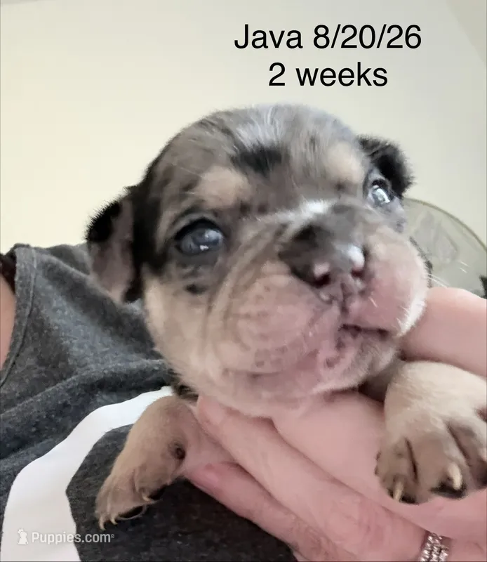 Java - Female French Bulldog Merle (blk,gry,tan&wht) – French Bulldog puppy for sale in Benton, AR