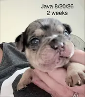 Java - Merle - AKC, a female French Bulldog for sale in Benton, AR – 6 of 7