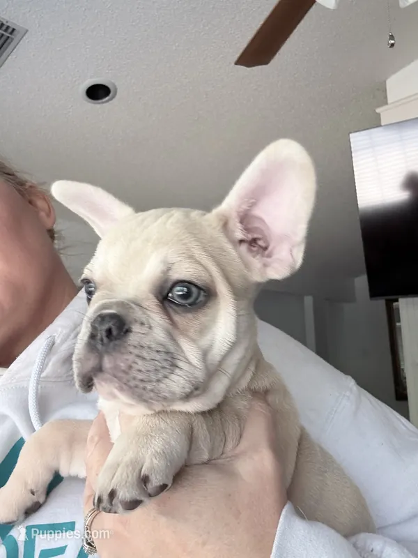 Gravy  – French Bulldog puppy for sale in Benton, AR