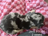 Java - Merle - AKC, a female French Bulldog for sale in Benton, AR – 7 of 7