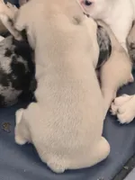 Gravy - Male French Bulldog -  Fawn, a male French Bulldog for sale in Benton, AR – 3 of 6
