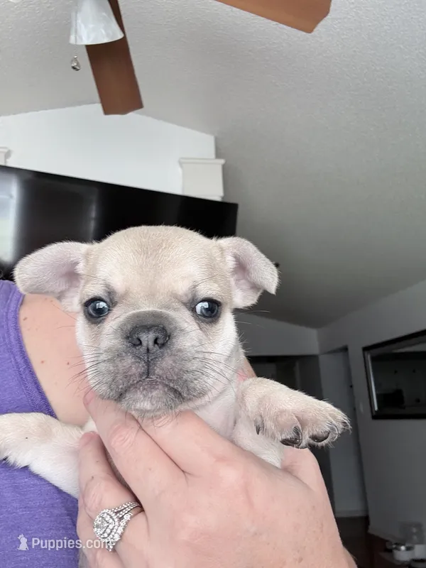 Gravy - Fawn - AKC – French Bulldog puppy for sale in Benton, AR