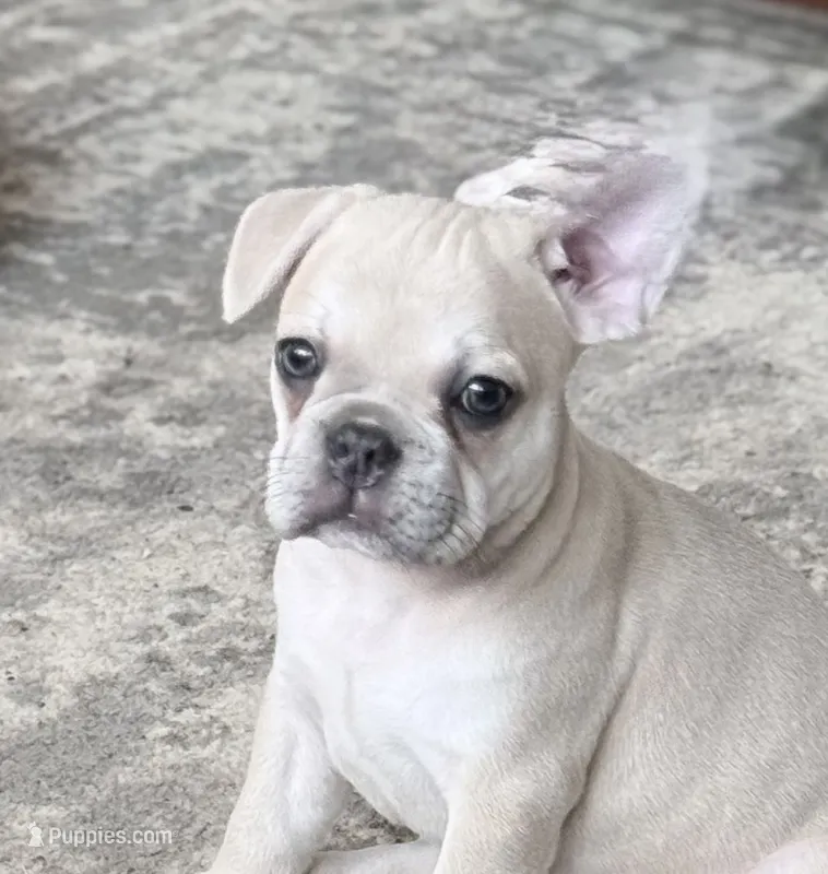 Gravy - Fawn - AKC – French Bulldog puppy for sale in Benton, AR