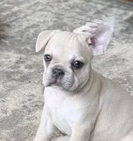 Gravy , a male French Bulldog for sale in Benton, AR – 1 of 9