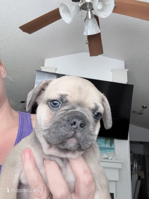 Truffle -AKC- Blue Fawn – French Bulldog puppy for sale in Benton, AR
