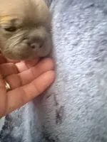 Truffle - Female French Bulldog- Blue Fawn/Sable, a female French Bulldog for sale in Benton, AR – 5 of 6