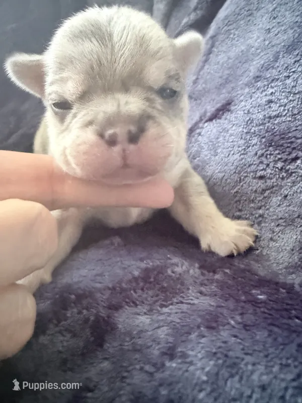 Mochi - Female French Bulldog - Merle (light blue/dark markings) – French Bulldog puppy for sale in Benton, AR