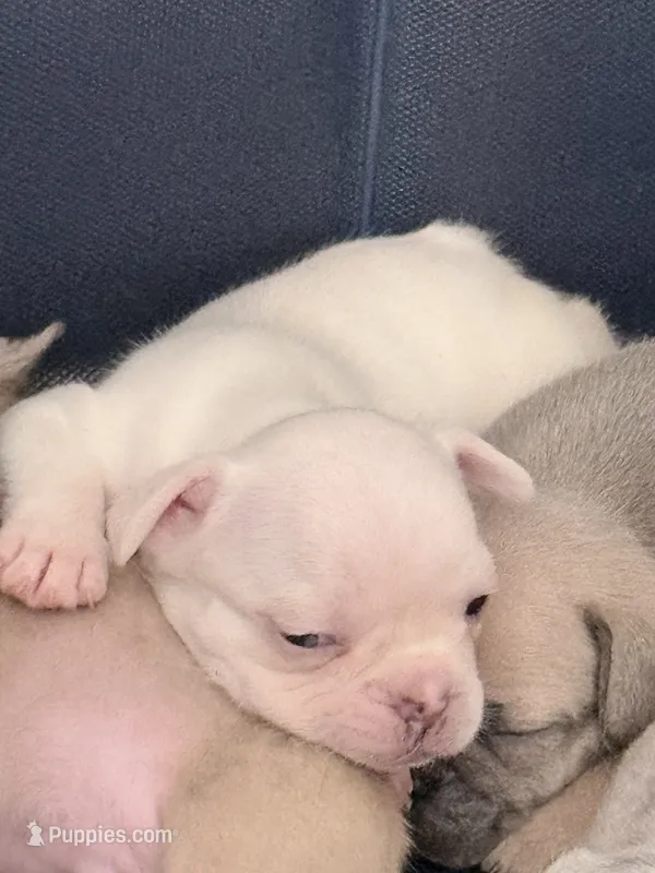 Sugar - White Female French Bulldog – French Bulldog puppy for sale in Benton, AR
