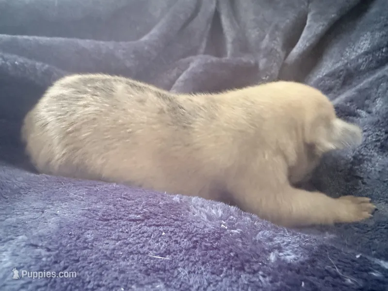 Rolo - Male French Bulldog – French Bulldog puppy on hold in Benton, AR