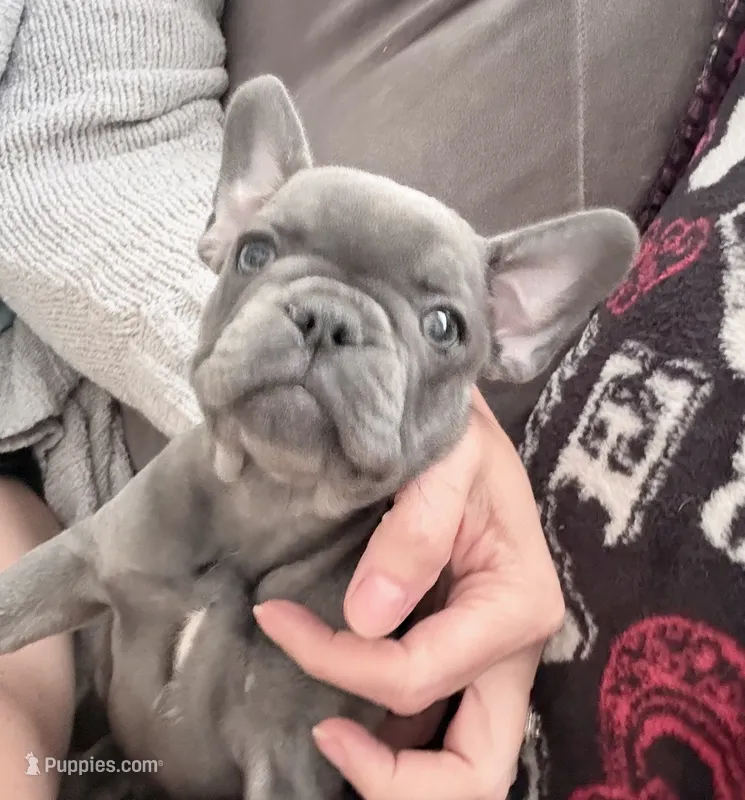 Fig - Blue Brindle- AKC – French Bulldog puppy for sale in Benton, AR