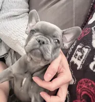 Fig, a female French Bulldog for sale in Benton, AR – 1 of 8