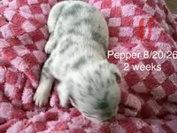 Pepper - Female French Bulldog - Merle (light blue/dark markings), a female French Bulldog for sale in Benton, AR – 3 of 6