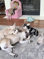 Magellan, a male French Bulldog for sale in Benton, AR – 3 of 9