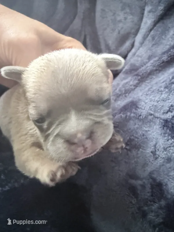 Gravy - Male French Bulldog – French Bulldog puppy for sale in Benton, AR