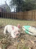 Sugar, a female French Bulldog for sale in Benton, AR – 2 of 9