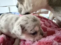 Pepper - Female French Bulldog - Merle (light blue/dark markings), a female French Bulldog for sale in Benton, AR – 2 of 6
