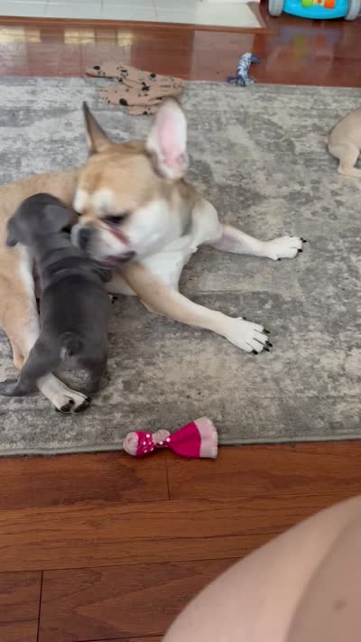 Fig - Blue- AKC, a female French Bulldog for sale in Benton, AR – 3 of 7