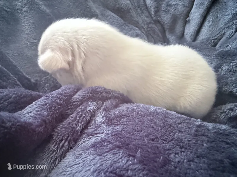 Sugar - White Female French Bulldog – French Bulldog puppy for sale in Benton, AR