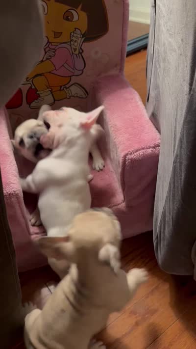 Gravy - Fawn - AKC, a male French Bulldog for sale in Benton, AR – 2 of 6
