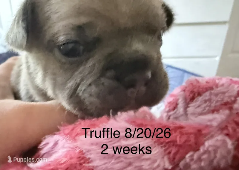 Truffle - Female French Bulldog- Blue Fawn/Sable – French Bulldog puppy for sale in Benton, AR