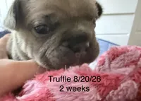 Truffle - Female French Bulldog- Blue Fawn/Sable, a female French Bulldog for sale in Benton, AR – 1 of 6