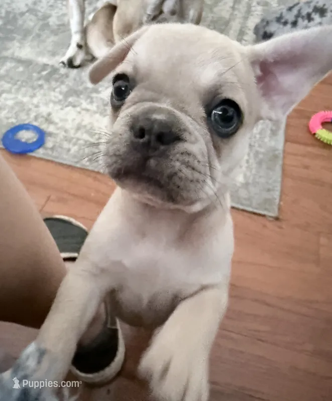 Gravy - Fawn - AKC – French Bulldog puppy for sale in Benton, AR