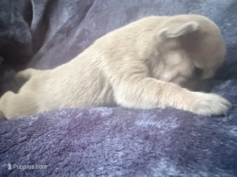 Biscuit - Male French Bulldog – French Bulldog puppy on hold in Benton, AR