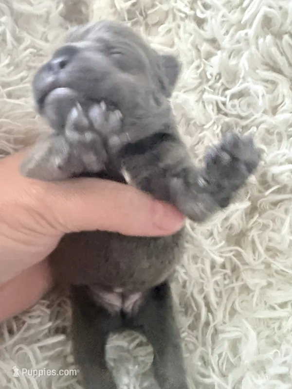 Fig - Blue Female French Bulldog – French Bulldog puppy for sale in Benton, AR