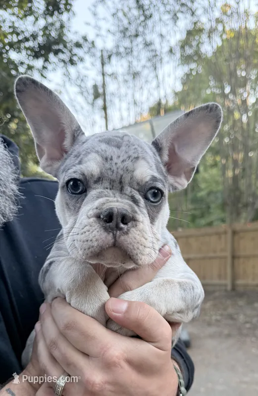 Pepper  – French Bulldog puppy for sale in Benton, AR