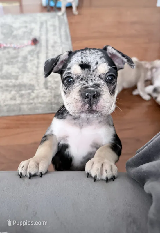 Java - Merle - AKC – French Bulldog puppy for sale in Benton, AR
