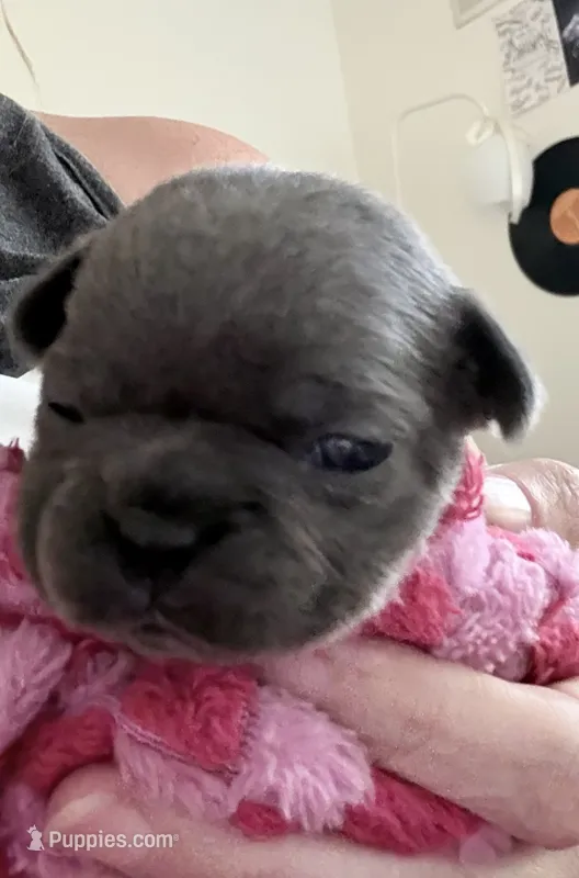 Fig - Blue Female French Bulldog – French Bulldog puppy for sale in Benton, AR