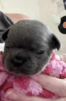 Fig - Blue- AKC, a female French Bulldog for sale in Benton, AR – 7 of 7