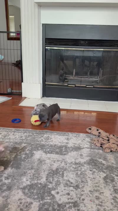 Pepper -AKC- Merle -Blue eyes, a female French Bulldog for sale in Benton, AR – 4 of 8