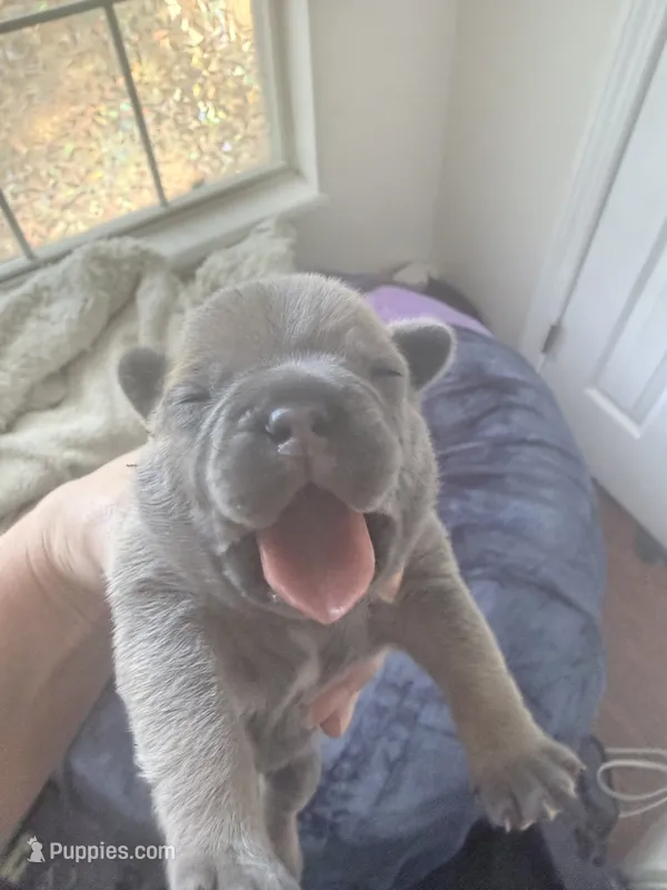 Truffle - Female French Bulldog – French Bulldog puppy for sale in Benton, AR