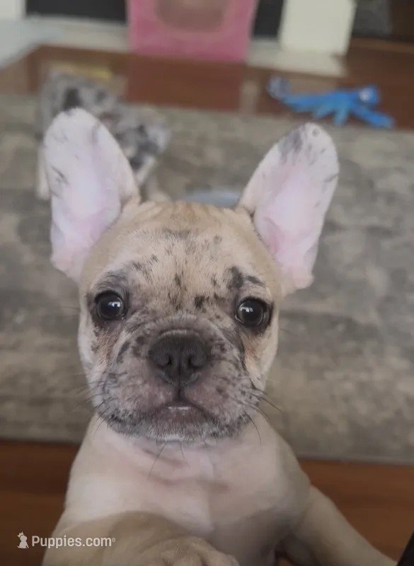 Rolo  – French Bulldog puppy for sale in Benton, AR