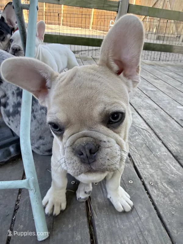 Biscuit  – French Bulldog puppy for sale in Benton, AR