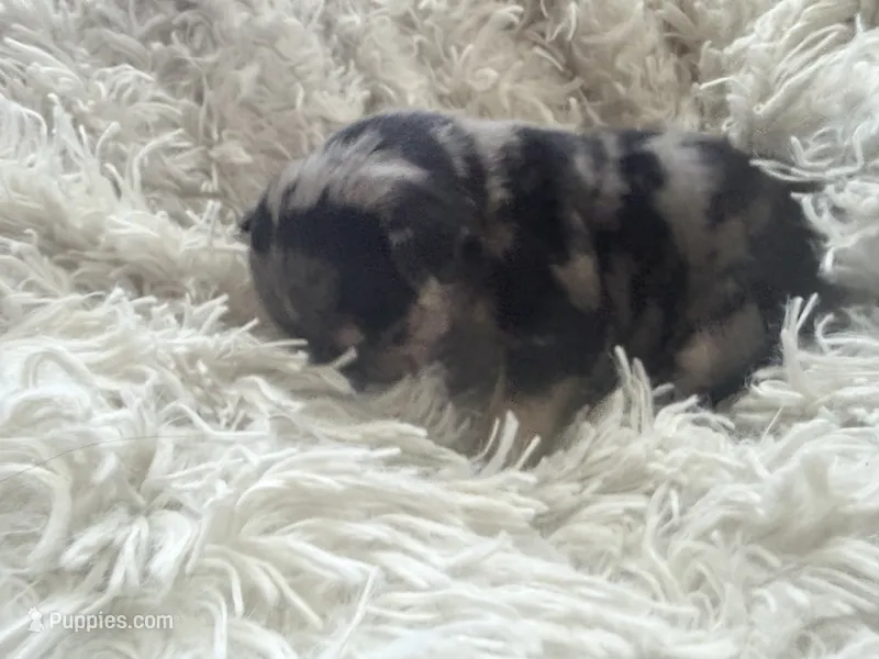 Java - Female French Bulldog Merle (blk,gry,tan&wht) – French Bulldog puppy for sale in Benton, AR