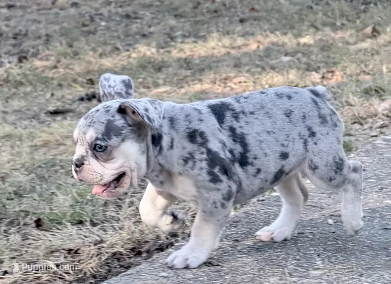 Pepper  – French Bulldog puppy for sale in Benton, AR