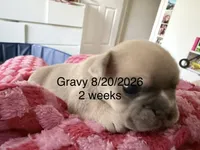 Gravy - Male French Bulldog - Blue Fawn/Sable, a male French Bulldog for sale in Benton, AR – 2 of 8