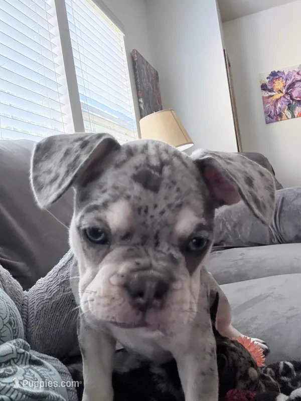 Pepper  – French Bulldog puppy for sale in Benton, AR