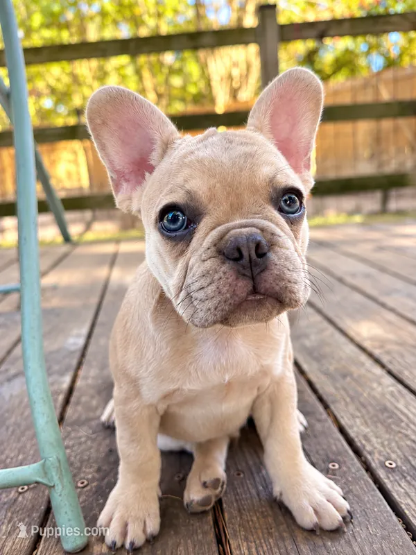 Biscuit  – French Bulldog puppy for sale in Benton, AR