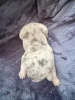 Pepper - Female French Bulldog - Merle (light blue/dark markings), a female French Bulldog for sale in Benton, AR – 5 of 6