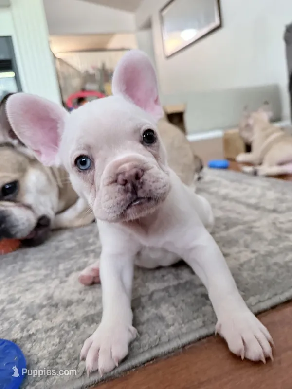 Sugar - White- Blue Eye - AKC – French Bulldog puppy for sale in Benton, AR