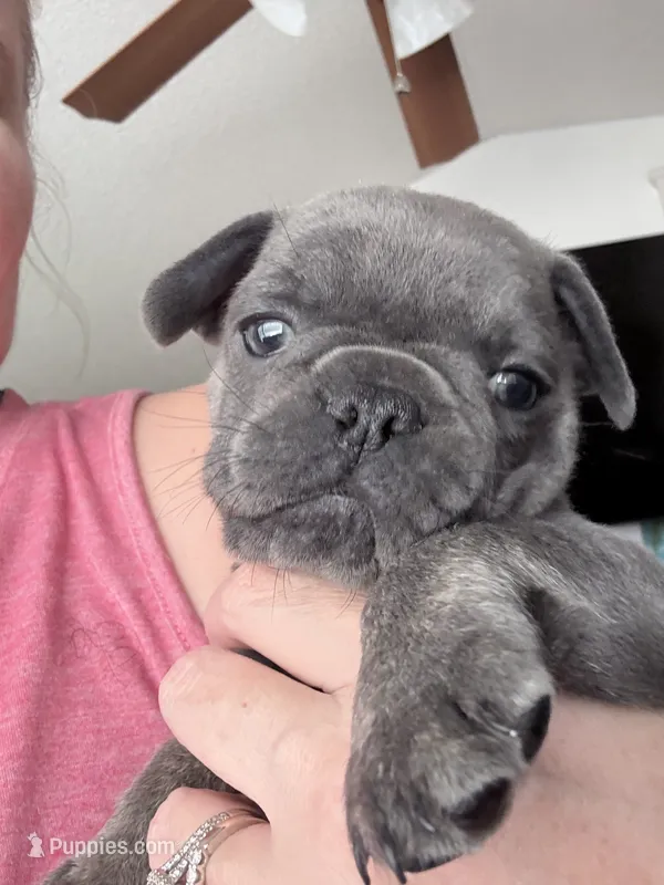 Fig - Blue- AKC – French Bulldog puppy for sale in Benton, AR