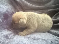 Truffle - Female French Bulldog- Blue Fawn/Sable, a female French Bulldog for sale in Benton, AR – 4 of 6