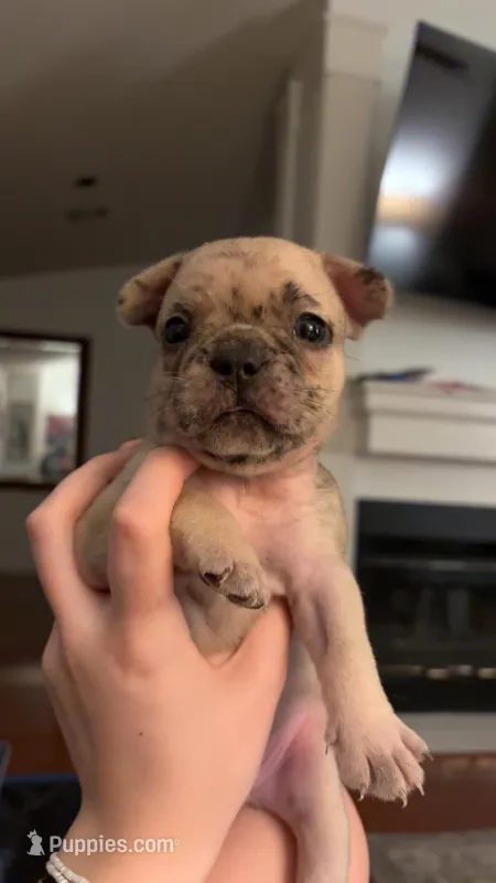 Rolo - Male French Bulldog – French Bulldog puppy on hold in Benton, AR