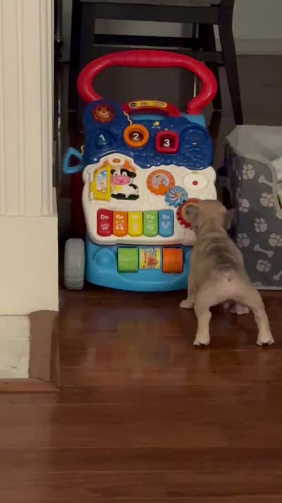 Rolo - Male French Bulldog - Fawn Merle, a male French Bulldog for sale in Benton, AR – 2 of 4