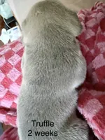 Truffle - Female French Bulldog- Blue Fawn/Sable, a female French Bulldog for sale in Benton, AR – 2 of 6